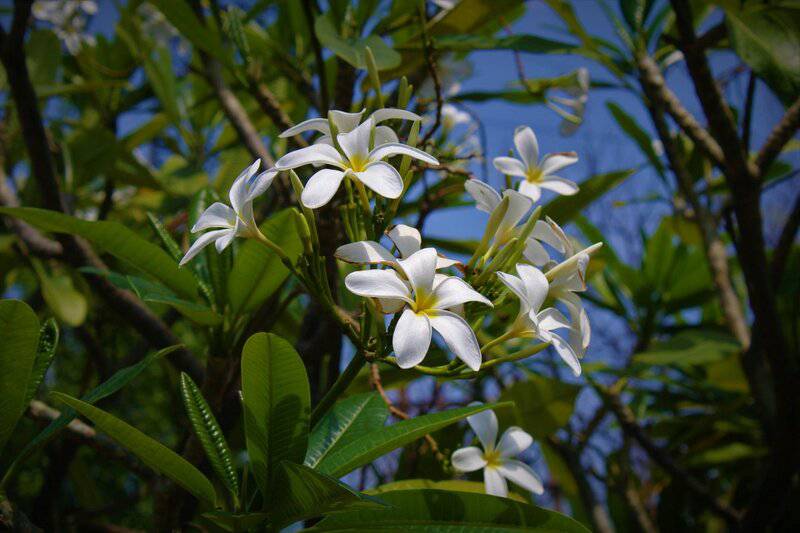 15. Plumeria (Frangipani)