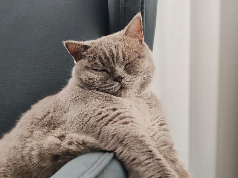 8. Enjoy Daily Afternoon Naps