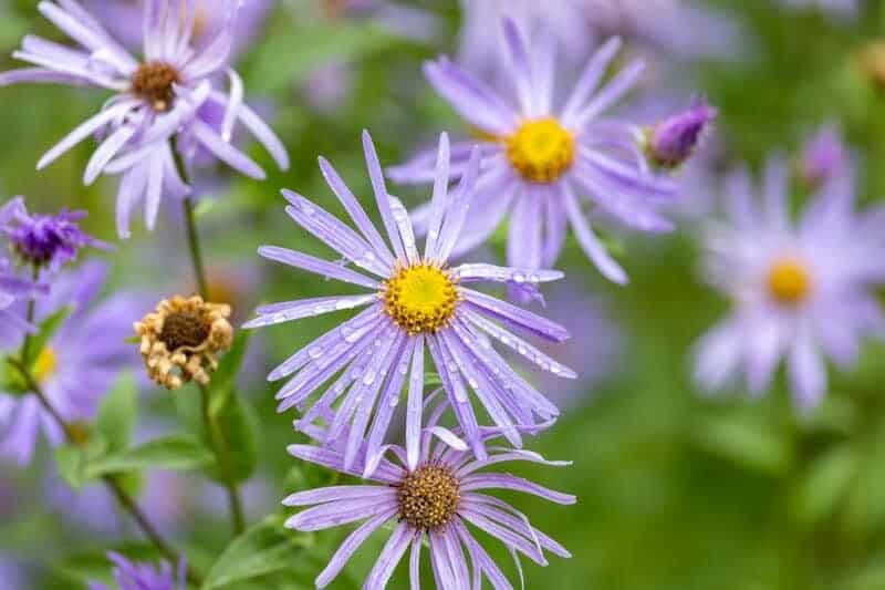 6. New England Aster (Symphyotrichum novae-angliae)