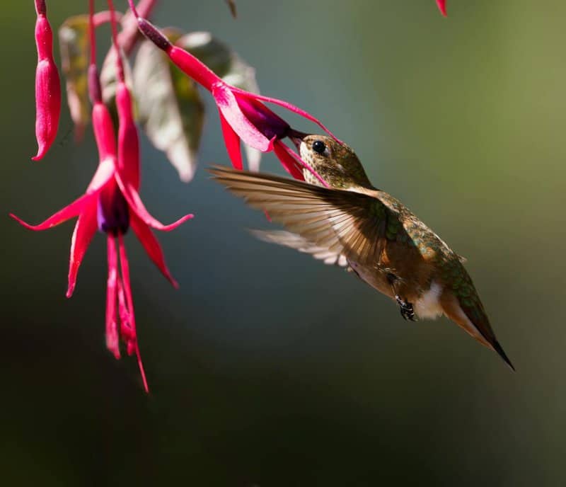 14. Fuchsia