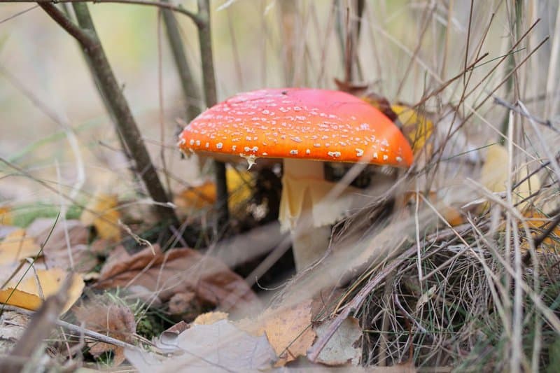 19. Mushrooms in Rainy Seasons