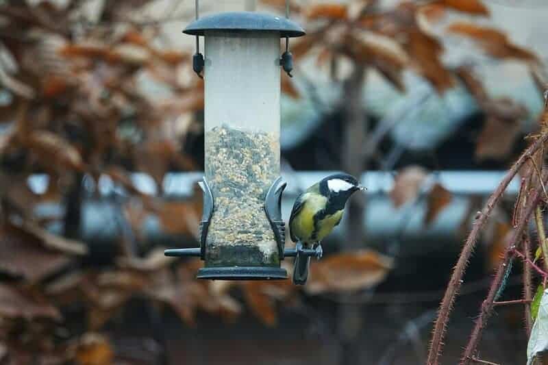 9. Bird Watching and Bird Feeders