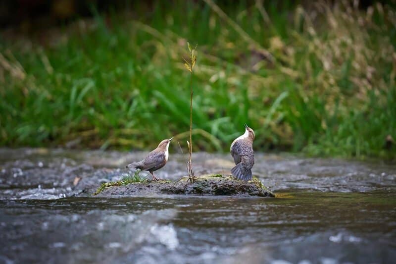 6. Nature Sounds for Relaxation