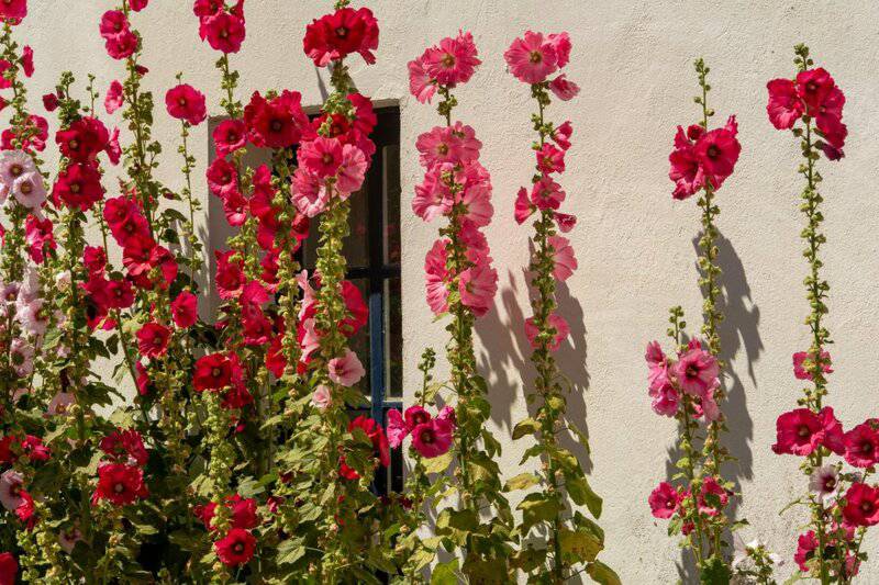 18. Hollyhocks