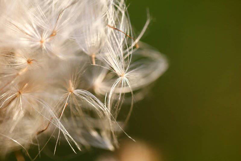 18. Making a Wish on Dandelions