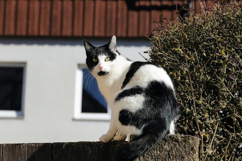 17. Pet Ownership Is Possible&mdash;with Planning