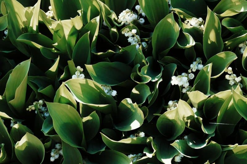 9. Lily of the Valley (Convallaria majalis)