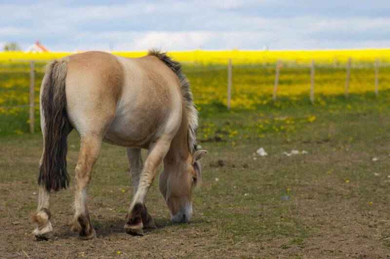 17. Horse Saves Farmer from Cow Attack