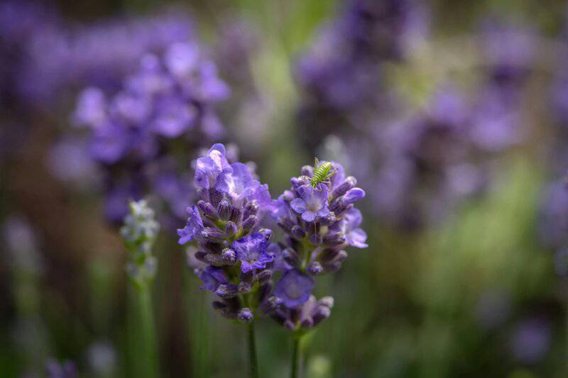 7. Lavender