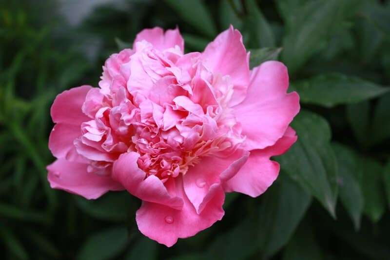 7. Peony