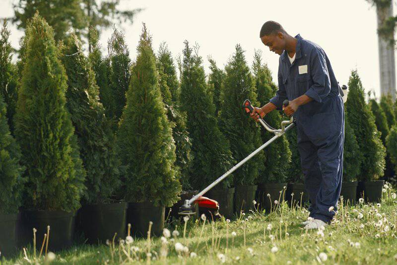 11. Trim Shrubs and Trees