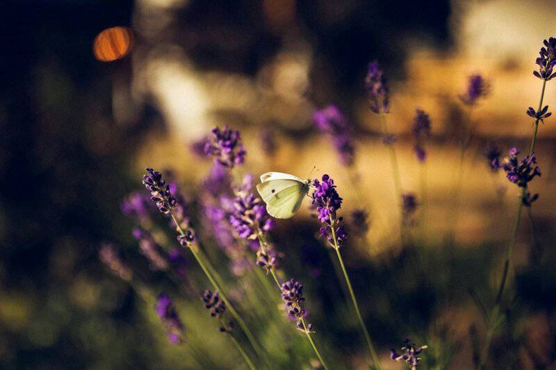 19. Nature Photography for Mindful Observation