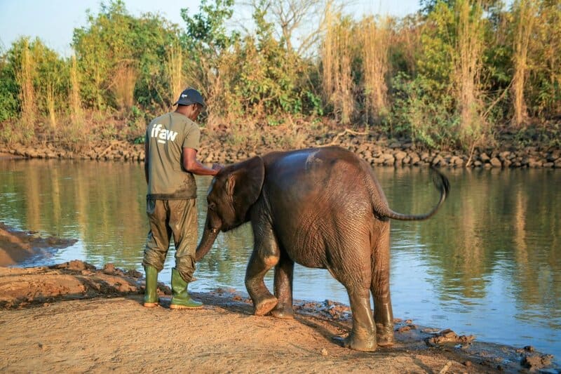 18. Elephant Helps Antelope Out of Mud