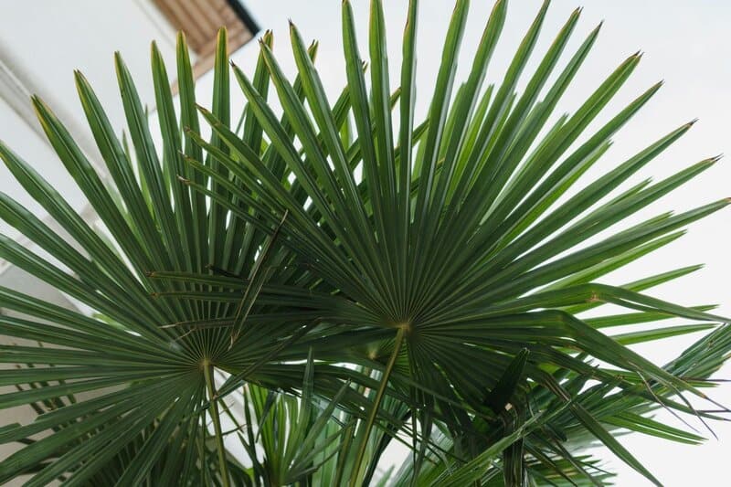 13. Selecting the Wrong Plants for Climate