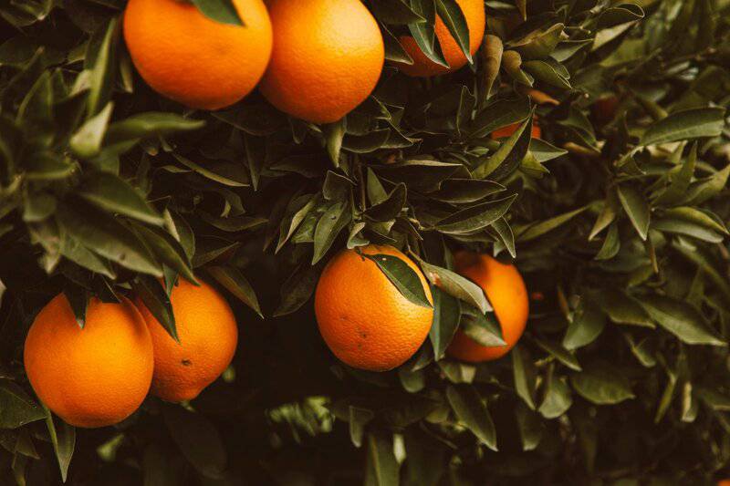 14. Oranges &mdash; Citrus Sunshine
