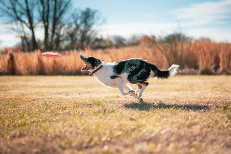 23. Fetch Frisbee