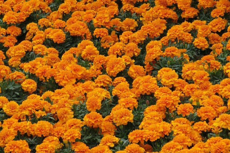 19. Marigold (Tagetes spp.)