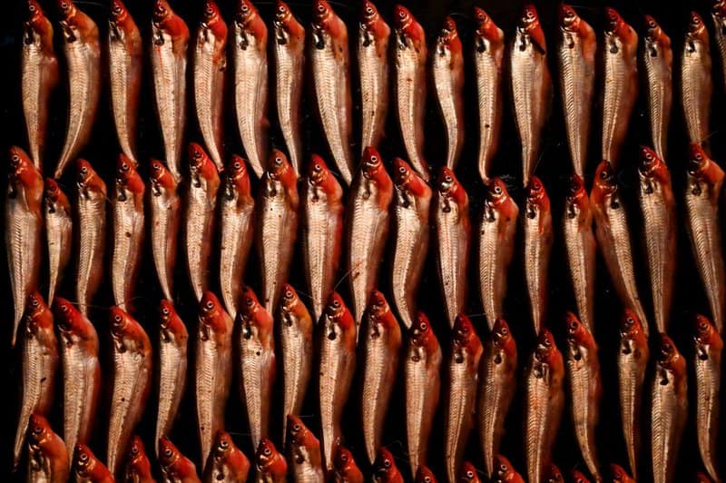 19. Sardines