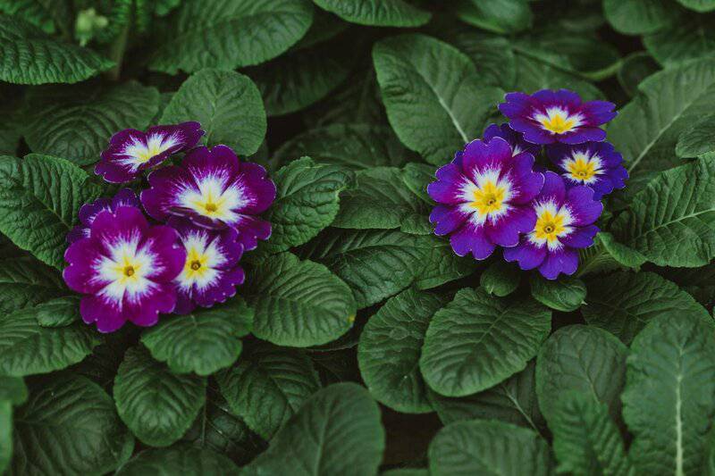 23. Phlox
