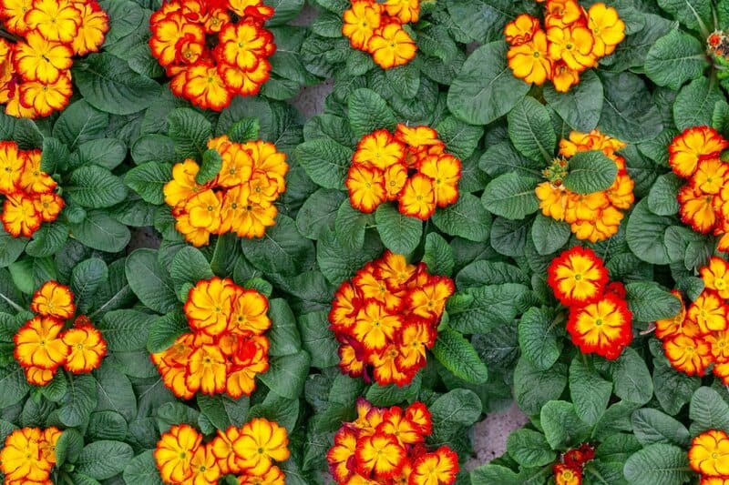 18. Primrose (Primula)