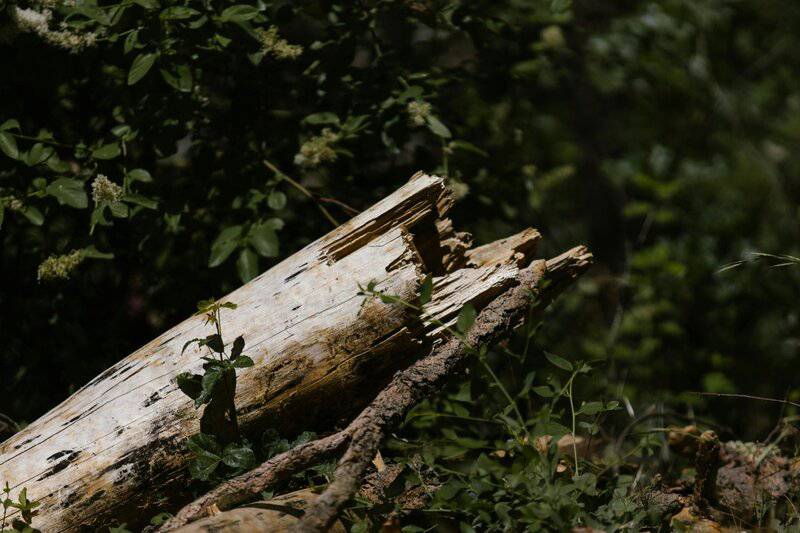 2. Biophilic Design Elements