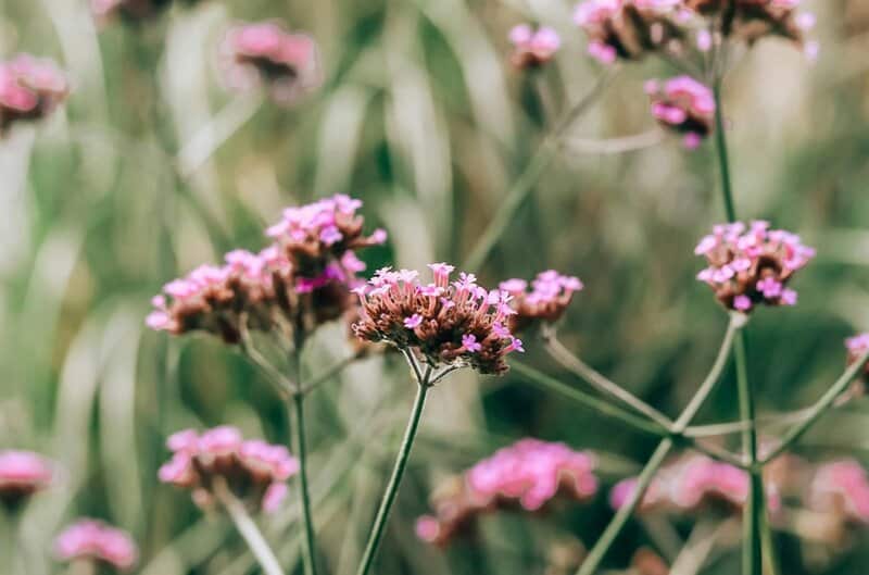 17. Verbena