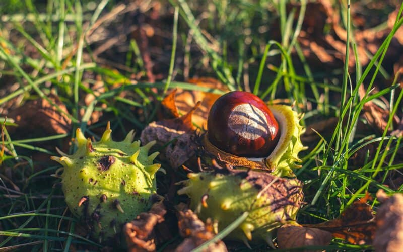 9. Nutritional Benefits