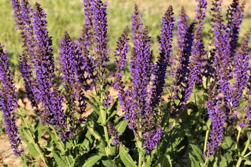 Purple salvia flowers close up