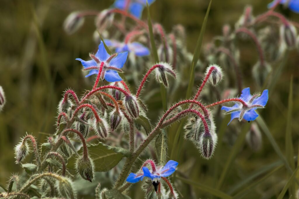 Blue borage flowers blooming in the field.