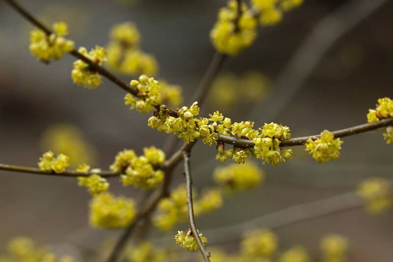 Spicebush (lindera benzoin)