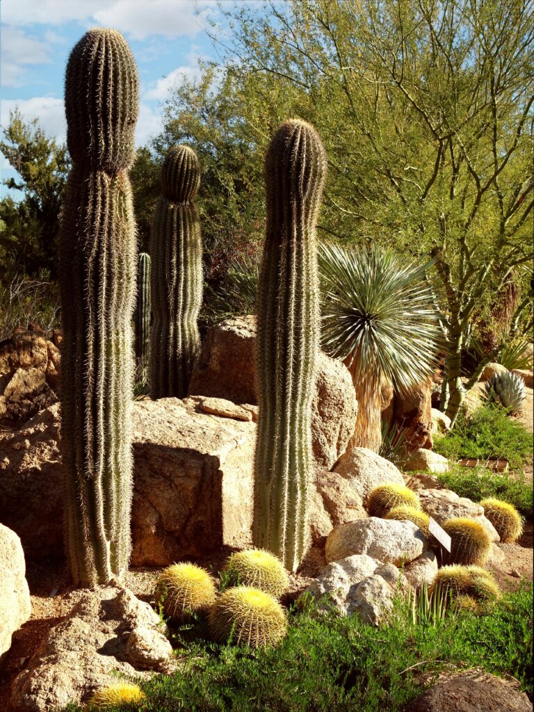 Unusual landscaping—xeriscaping