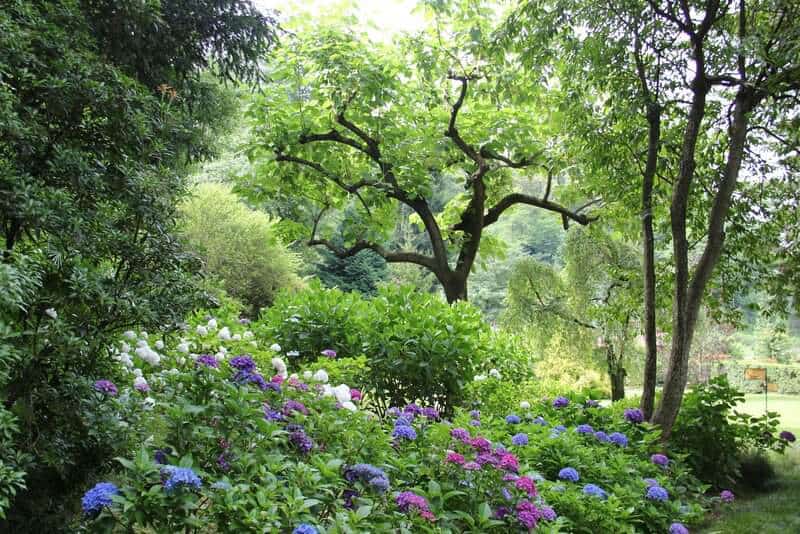 20 Survivor Flowers That Laugh in the Face of Neglect (And Still Look Stunning)