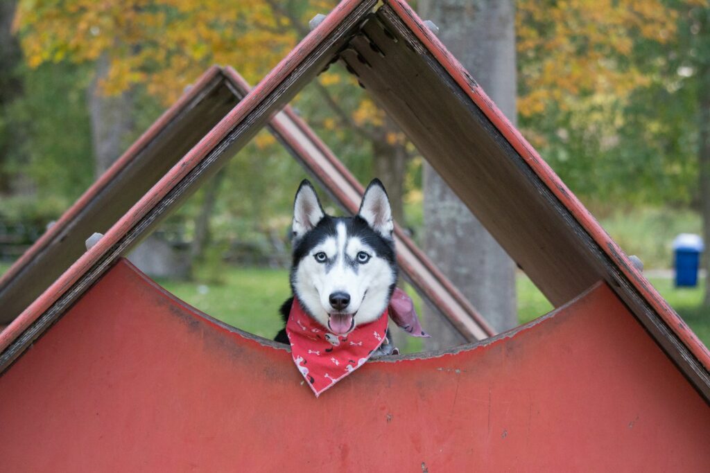 adult black and white Siberian husky