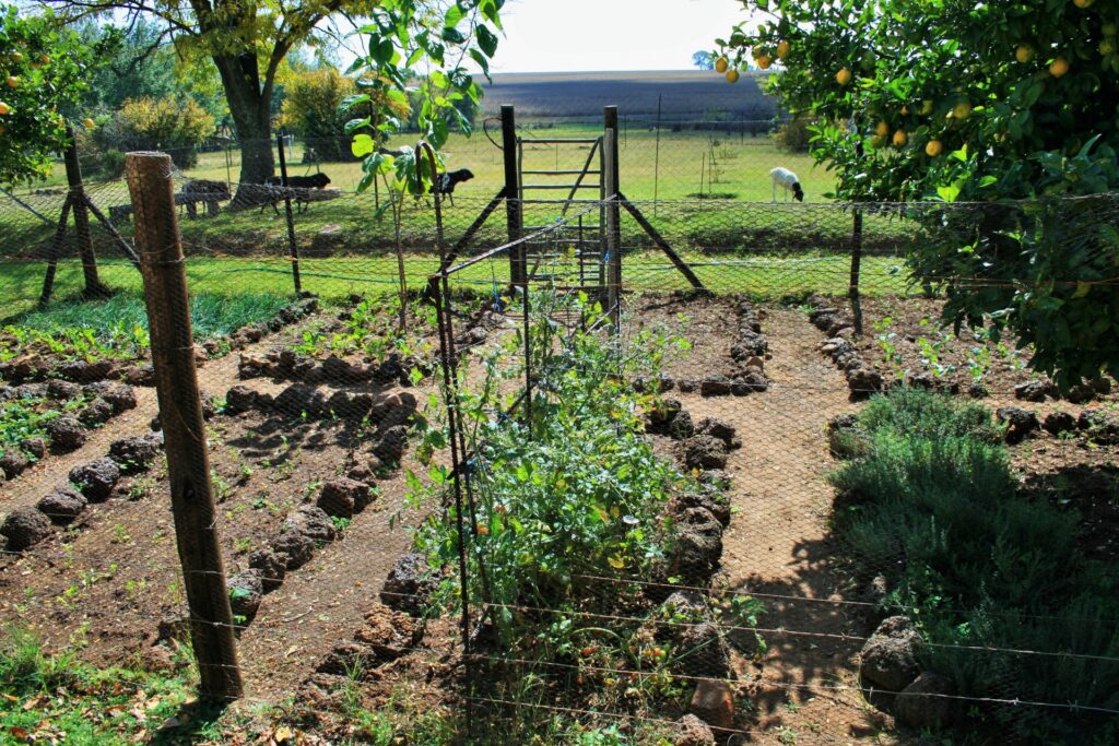 Vegetable and herb garden
