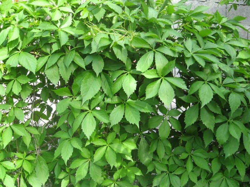 Virginia creeper plant