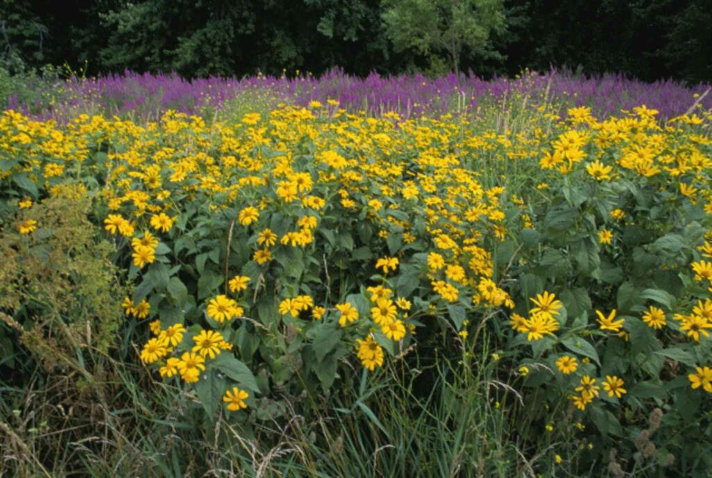 Wildflowers and invasive purple loosestrife growing lythrum salicaria
