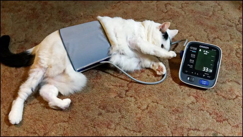 How to take your cat's blood pressure