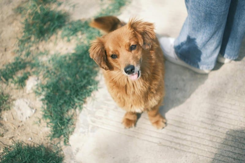 1. Pet Sitting and Dog Walking