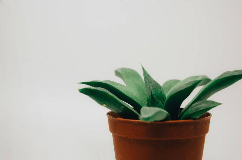 13. Cultivate Indoor Plants