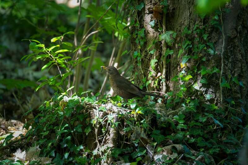 4. A New Relationship with Nature