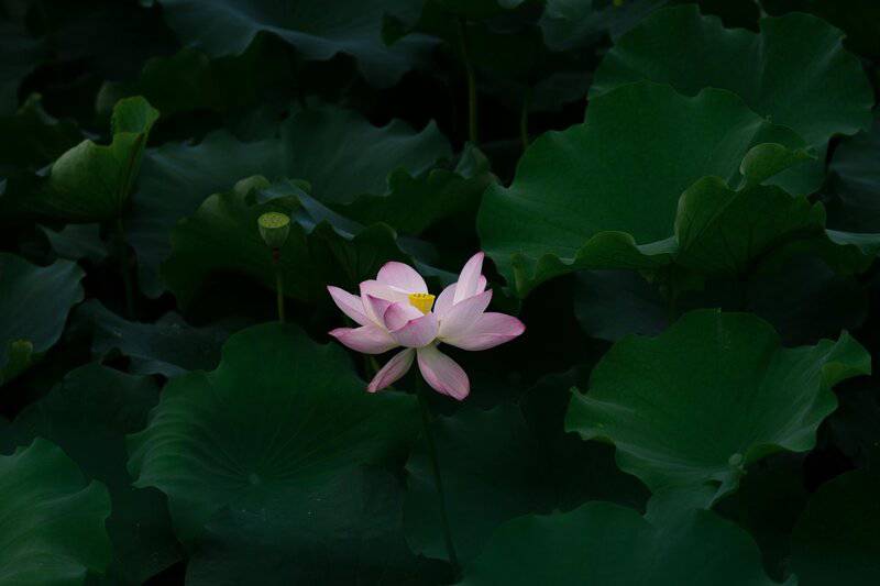 1. Reduces Stress and Anxiety