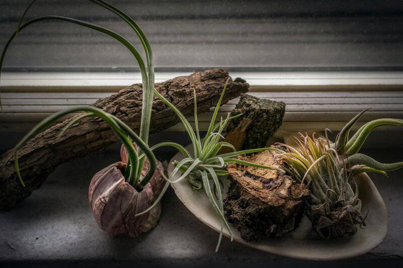 3. Incorporating Nature Indoors