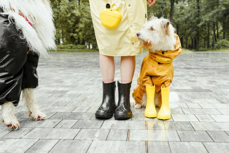 8. Dog Walker/Pet Sitter