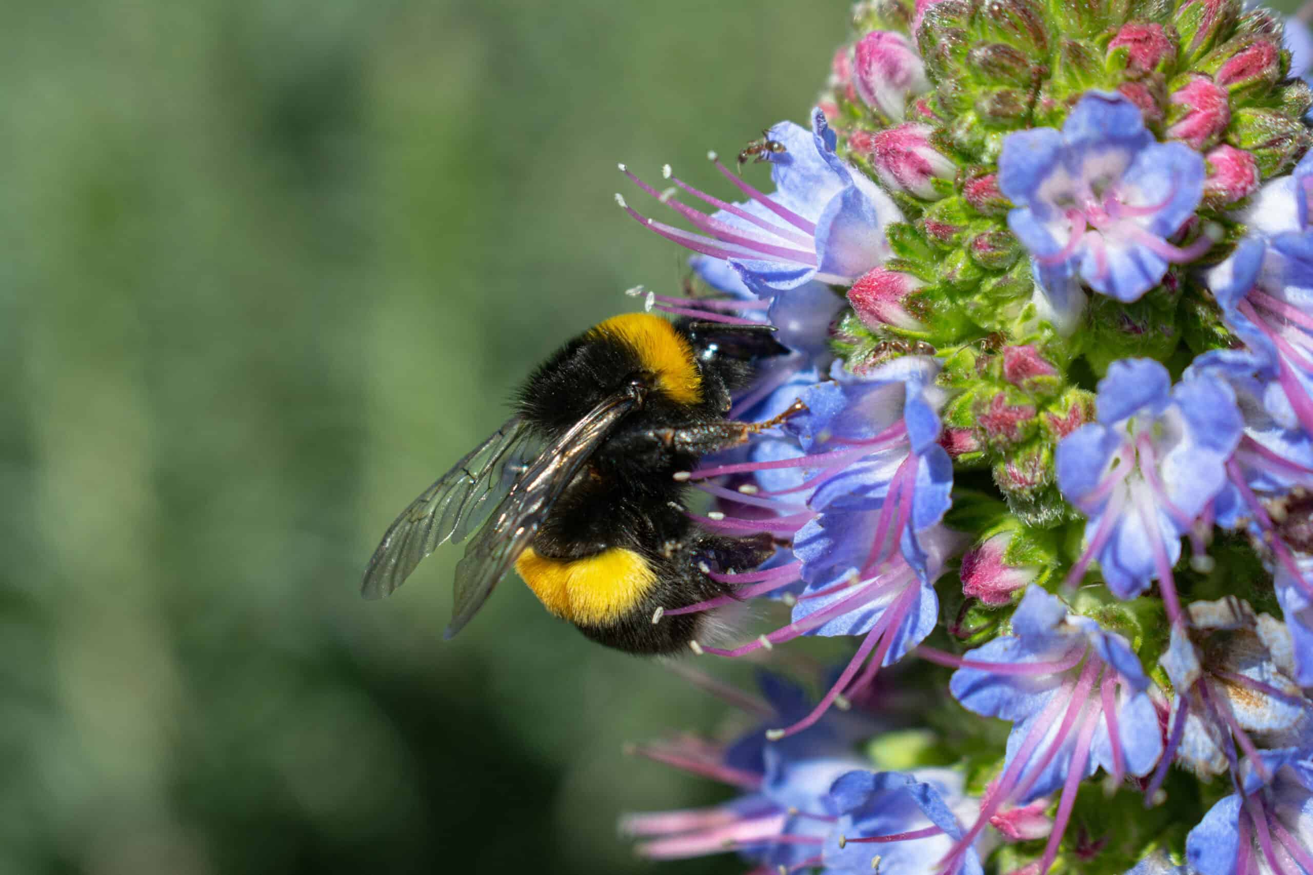 1. Plant Native Flowers