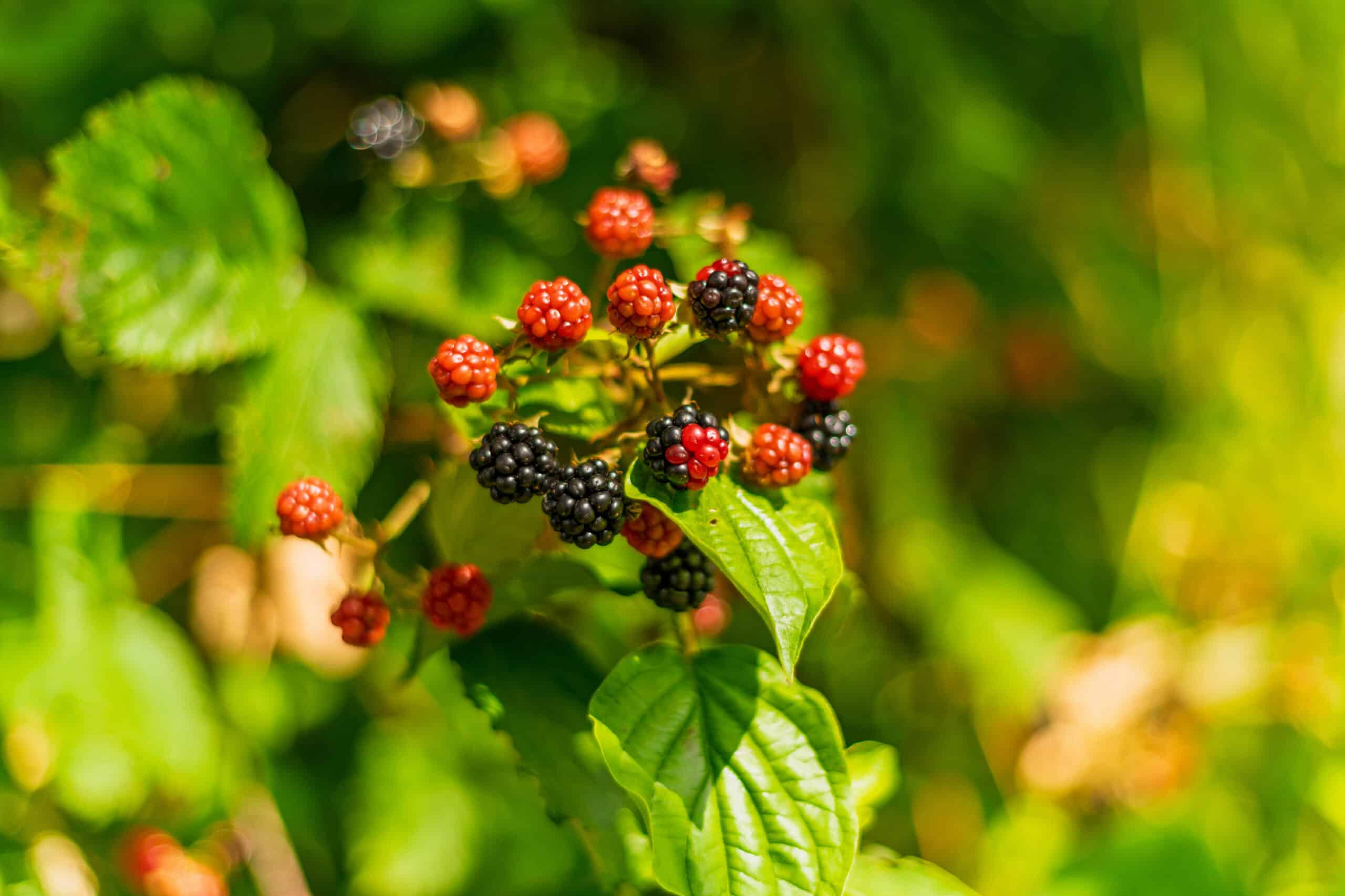 5. Grow Berry Bushes