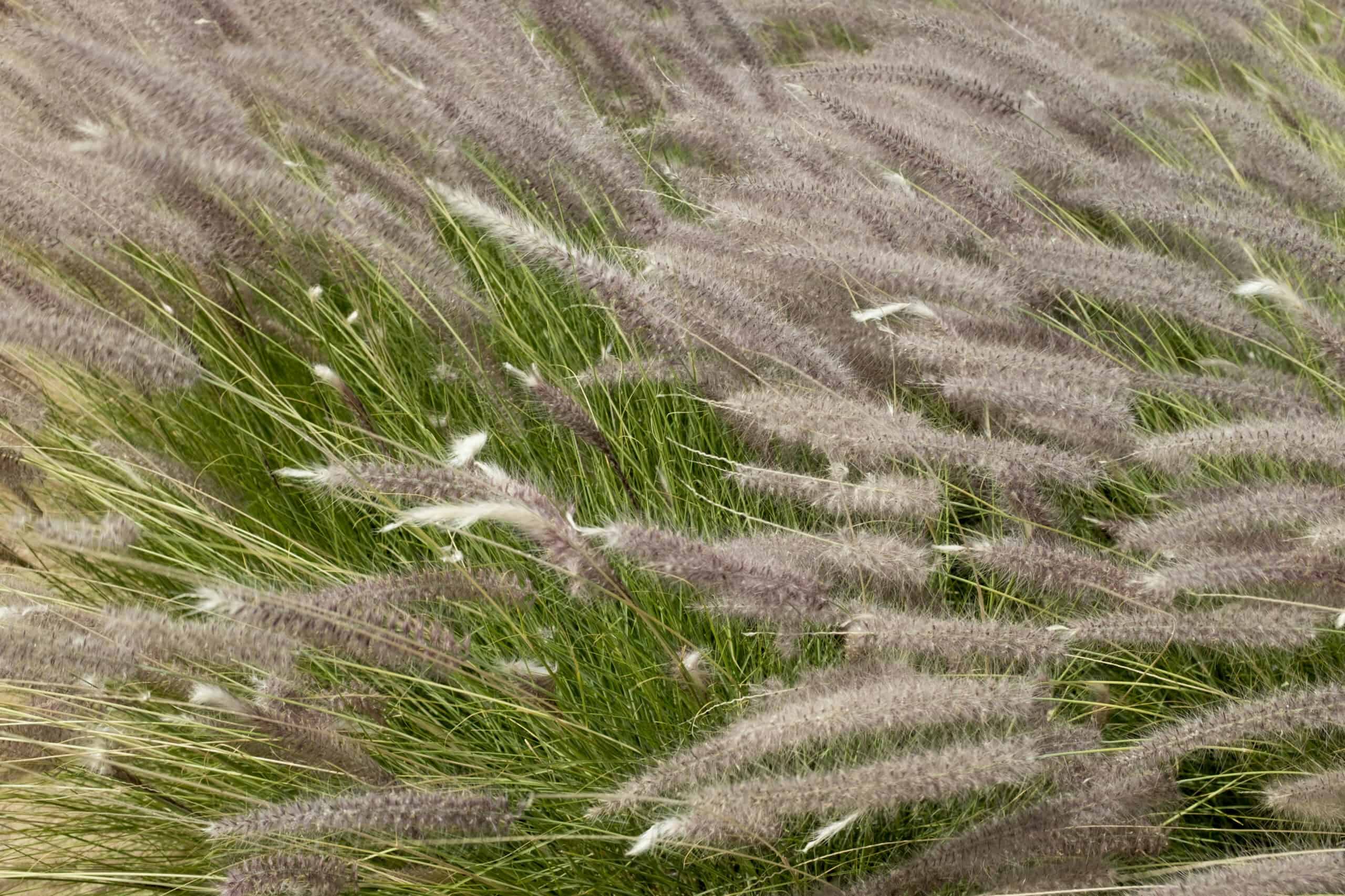 12. Incorporate Tall Grasses