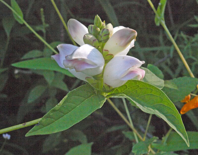 2817523587 119586fc13 b