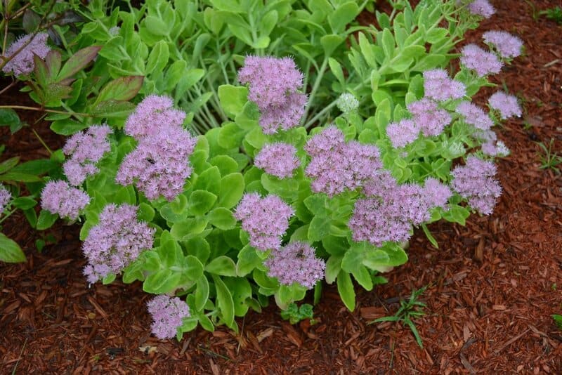 7961795308 7e98445de8 b