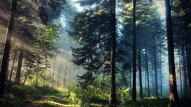 Forest trees landscape sun rays wallpaper preview