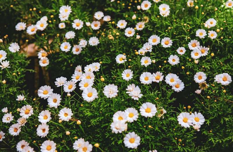 6. Coreopsis (Tickseed)